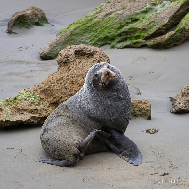 New Zealand Fur Seal, Arctocephalus forsteri.