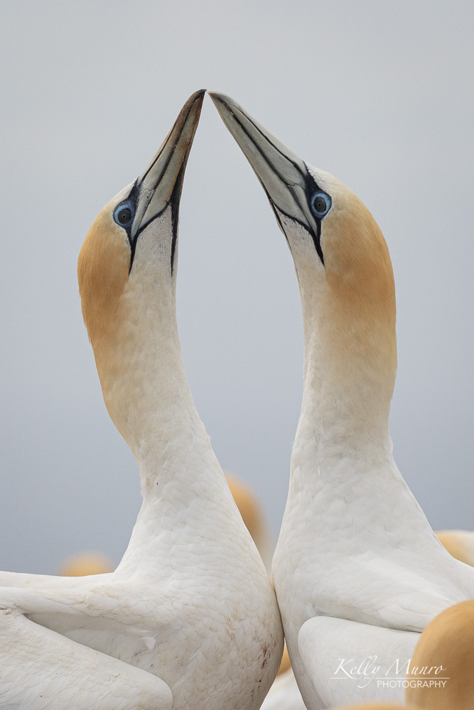 Australasian Gannet Pair (Takapu), Morus serrator
