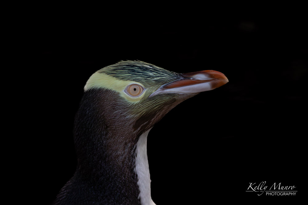 Yellow-eyed Penguin (Hoiho), Megadyptes antipodes