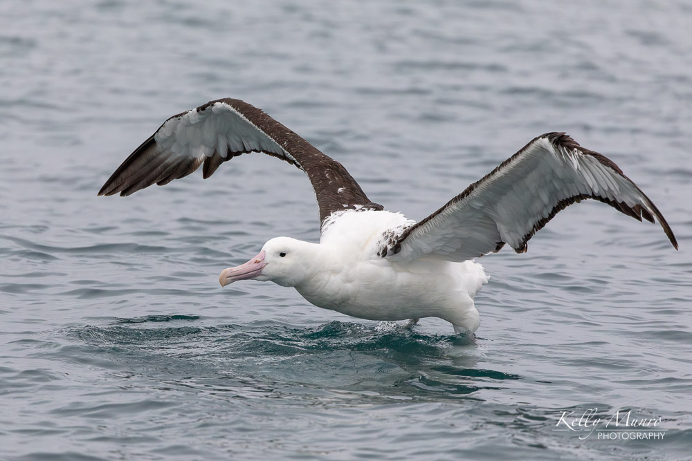 Northern Royal Albatross (Toroa), Diomedea sanfordi