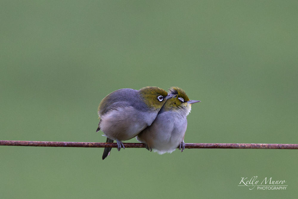 Birds
