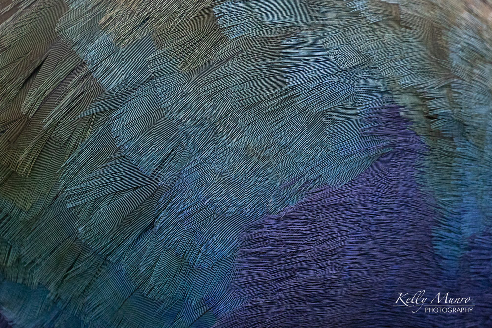 Takahe Feather Detail, Porphyrio hochstetteri