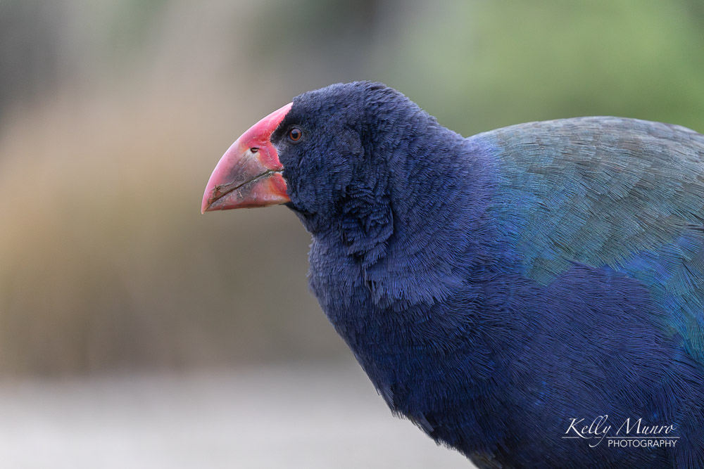 South Island Takahe, Porphyrio hochstetteri