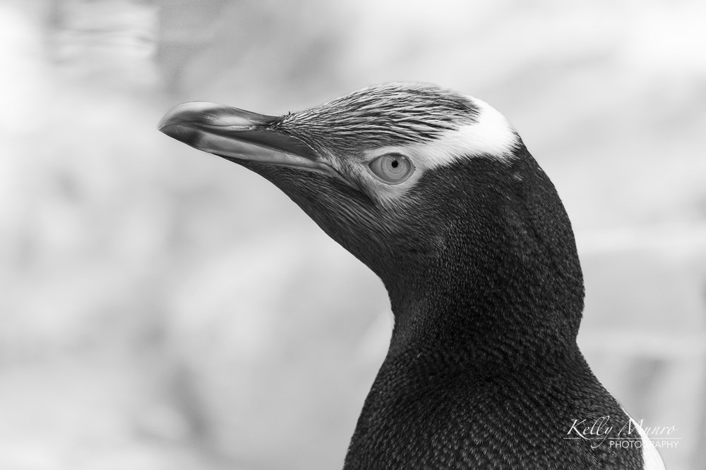 Yellow-eyed Penguin (Hoiho), Megadyptes antipodes