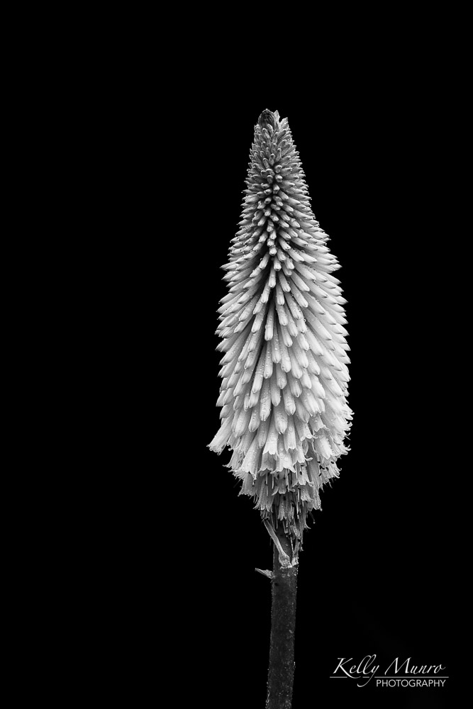 Kniphofia (Yellow hot poker)