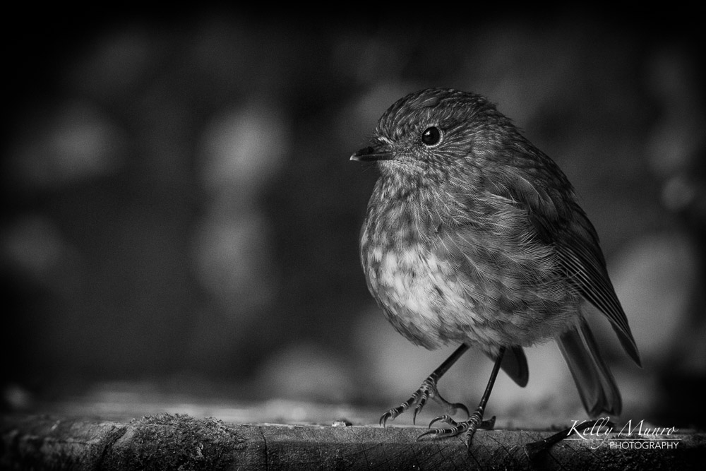 North Island Robin, Petroica longipes.