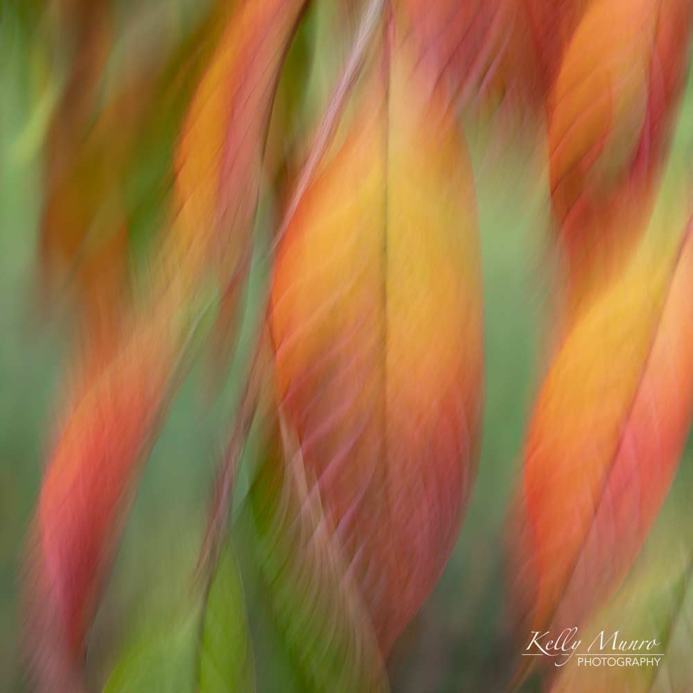 An Impressionist's Autumn