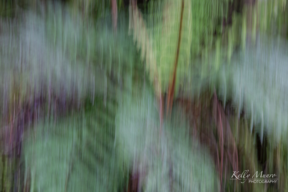 Ponga Fern