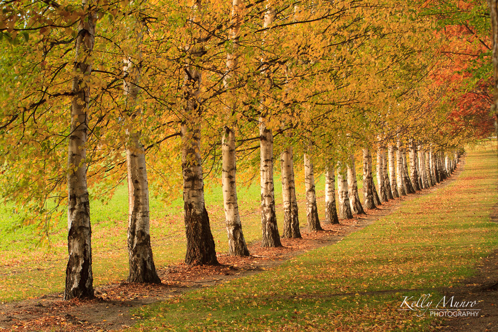Autumn Trees
