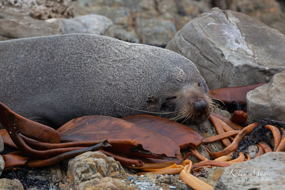 New Zealand Fur Seal, Arctocephalus forsteri.